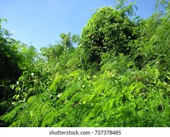 Khám Phá Hình Ảnh Cây Đay Và Đặc Điểm Nhận Diện Từ Thân, Lá Đến Hoa Dành Cho Người Mới Khám Phá Hình Ảnh Cây Đay Và Đặc Điểm Nhận Diện Từ Thân, Lá Đến Hoa Dành Cho Người Mới