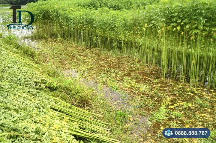 Khám Phá Hình Ảnh Cây Đay Và Đặc Điểm Nhận Diện Từ Thân, Lá Đến Hoa Dành Cho Người Mới Khám Phá Hình Ảnh Cây Đay Và Đặc Điểm Nhận Diện Từ Thân, Lá Đến Hoa Dành Cho Người Mới