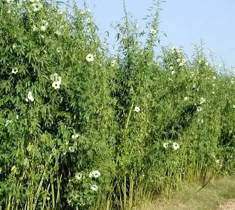 Khám Phá Hình Ảnh Cây Đay Và Đặc Điểm Nhận Diện Từ Thân, Lá Đến Hoa Dành Cho Người Mới Khám Phá Hình Ảnh Cây Đay Và Đặc Điểm Nhận Diện Từ Thân, Lá Đến Hoa Dành Cho Người Mới