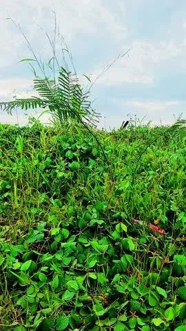 Khám Phá Hình Ảnh Cây Đay Và Đặc Điểm Nhận Diện Từ Thân, Lá Đến Hoa Dành Cho Người Mới Khám Phá Hình Ảnh Cây Đay Và Đặc Điểm Nhận Diện Từ Thân, Lá Đến Hoa Dành Cho Người Mới