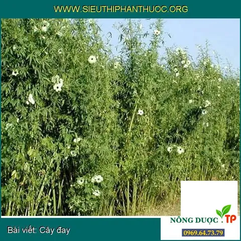 Khám Phá Hình Ảnh Cây Đay Và Đặc Điểm Nhận Diện Từ Thân, Lá Đến Hoa Dành Cho Người Mới Khám Phá Hình Ảnh Cây Đay Và Đặc Điểm Nhận Diện Từ Thân, Lá Đến Hoa Dành Cho Người Mới