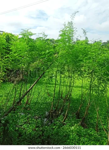 Khám Phá Hình Ảnh Cây Đay Và Đặc Điểm Nhận Diện Từ Thân, Lá Đến Hoa Dành Cho Người Mới Khám Phá Hình Ảnh Cây Đay Và Đặc Điểm Nhận Diện Từ Thân, Lá Đến Hoa Dành Cho Người Mới