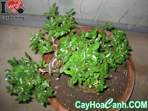 Tải & Xem Hình Ảnh Cây Dù Chất Lượng Cao Cho Nhà Thiết Kế Và Cá Nhân Gồm Dù Cầm Tay, Dù Che Nắng
