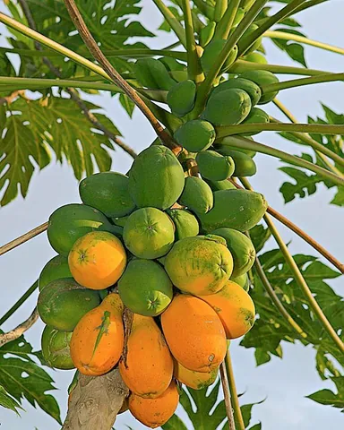 Tải & Xem Hình Ảnh Cây Dù Chất Lượng Cao Cho Nhà Thiết Kế Và Cá Nhân Gồm Dù Cầm Tay, Dù Che Nắng