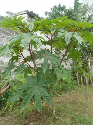 Tải & Xem Hình Ảnh Cây Dù Chất Lượng Cao Cho Nhà Thiết Kế Và Cá Nhân Gồm Dù Cầm Tay, Dù Che Nắng