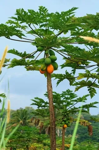 Tải & Xem Hình Ảnh Cây Dù Chất Lượng Cao Cho Nhà Thiết Kế Và Cá Nhân Gồm Dù Cầm Tay, Dù Che Nắng