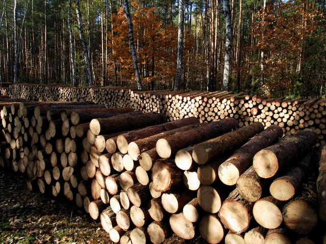 Khám Phá Hình Ảnh Cây Gỗ Và Phân Loại Các Loài Gỗ Quý, Gỗ Phổ Biến Tại Việt Nam Khám Phá Hình Ảnh Cây Gỗ Và Phân Loại Các Loài Gỗ Quý, Gỗ Phổ Biến Tại Việt Nam