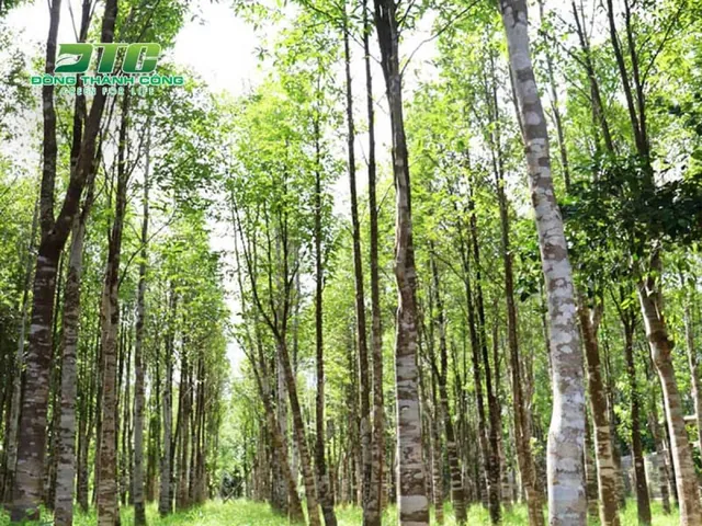 Khám Phá Hình Ảnh Cây Gỗ Và Phân Loại Các Loài Gỗ Quý, Gỗ Phổ Biến Tại Việt Nam Khám Phá Hình Ảnh Cây Gỗ Và Phân Loại Các Loài Gỗ Quý, Gỗ Phổ Biến Tại Việt Nam