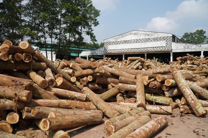Khám Phá Hình Ảnh Cây Gỗ Và Phân Loại Các Loài Gỗ Quý, Gỗ Phổ Biến Tại Việt Nam Khám Phá Hình Ảnh Cây Gỗ Và Phân Loại Các Loài Gỗ Quý, Gỗ Phổ Biến Tại Việt Nam