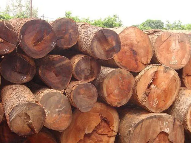 Khám Phá Hình Ảnh Cây Gỗ Và Phân Loại Các Loài Gỗ Quý, Gỗ Phổ Biến Tại Việt Nam Khám Phá Hình Ảnh Cây Gỗ Và Phân Loại Các Loài Gỗ Quý, Gỗ Phổ Biến Tại Việt Nam
