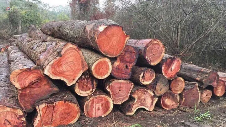 Khám Phá Hình Ảnh Cây Gỗ Và Phân Loại Các Loài Gỗ Quý, Gỗ Phổ Biến Tại Việt Nam Khám Phá Hình Ảnh Cây Gỗ Và Phân Loại Các Loài Gỗ Quý, Gỗ Phổ Biến Tại Việt Nam