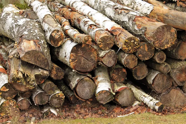 Khám Phá Hình Ảnh Cây Gỗ Và Phân Loại Các Loài Gỗ Quý, Gỗ Phổ Biến Tại Việt Nam Khám Phá Hình Ảnh Cây Gỗ Và Phân Loại Các Loài Gỗ Quý, Gỗ Phổ Biến Tại Việt Nam