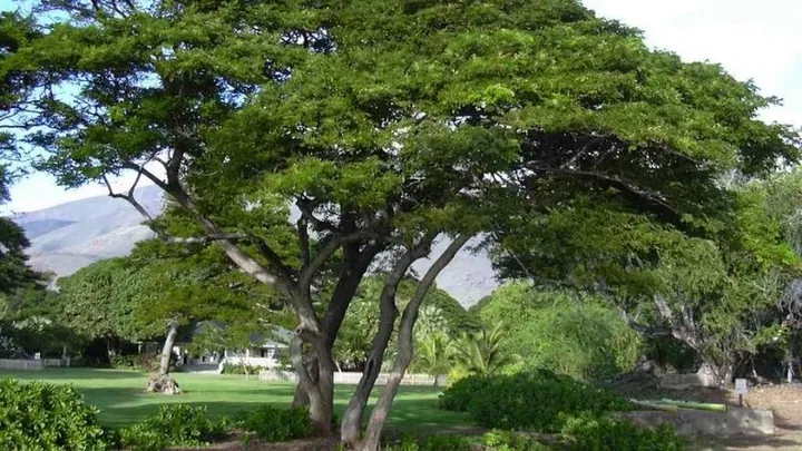 Khám Phá Hình Ảnh Cây Gỗ Và Phân Loại Các Loài Gỗ Quý, Gỗ Phổ Biến Tại Việt Nam Khám Phá Hình Ảnh Cây Gỗ Và Phân Loại Các Loài Gỗ Quý, Gỗ Phổ Biến Tại Việt Nam