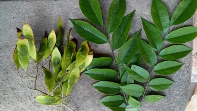 Khám Phá Hình Ảnh Cây Gỗ Và Phân Loại Các Loài Gỗ Quý, Gỗ Phổ Biến Tại Việt Nam Khám Phá Hình Ảnh Cây Gỗ Và Phân Loại Các Loài Gỗ Quý, Gỗ Phổ Biến Tại Việt Nam