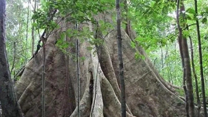 Khám Phá Hình Ảnh Cây Gỗ Và Phân Loại Các Loài Gỗ Quý, Gỗ Phổ Biến Tại Việt Nam Khám Phá Hình Ảnh Cây Gỗ Và Phân Loại Các Loài Gỗ Quý, Gỗ Phổ Biến Tại Việt Nam