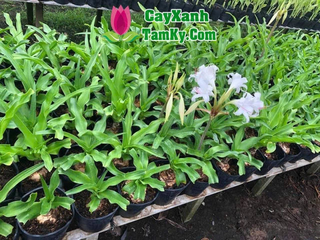 Hình Ảnh Cây Hoa Trinh Nữ Hoàng Cung: Tải Miễn Phí, Phân Biệt & Công Dụng Dành Cho Người Yêu Thiên Nhiên
