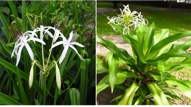 Hình Ảnh Cây Hoa Trinh Nữ Hoàng Cung: Tải Miễn Phí, Phân Biệt & Công Dụng Dành Cho Người Yêu Thiên Nhiên