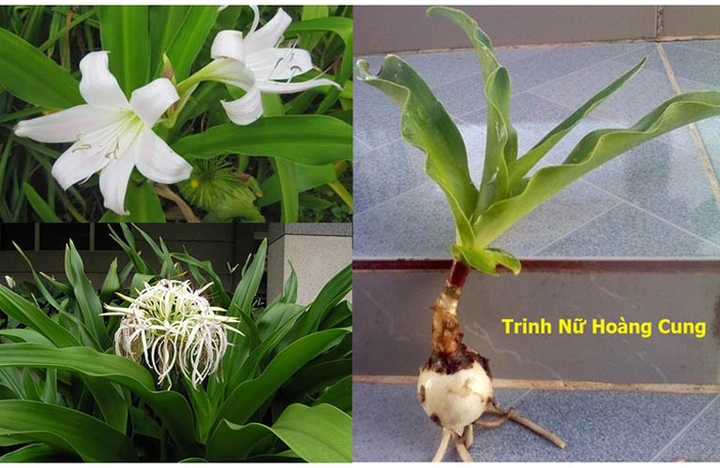 Hình Ảnh Cây Hoa Trinh Nữ Hoàng Cung: Tải Miễn Phí, Phân Biệt & Công Dụng Dành Cho Người Yêu Thiên Nhiên