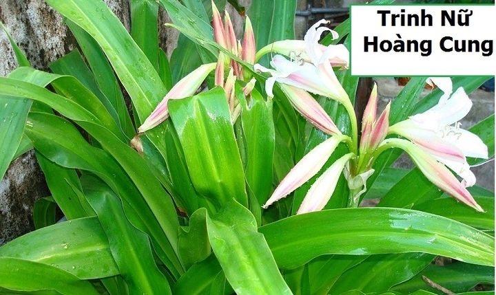Hình Ảnh Cây Hoa Trinh Nữ Hoàng Cung: Tải Miễn Phí, Phân Biệt & Công Dụng Dành Cho Người Yêu Thiên Nhiên