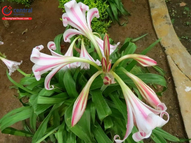 Hình Ảnh Cây Hoa Trinh Nữ Hoàng Cung: Tải Miễn Phí, Phân Biệt & Công Dụng Dành Cho Người Yêu Thiên Nhiên