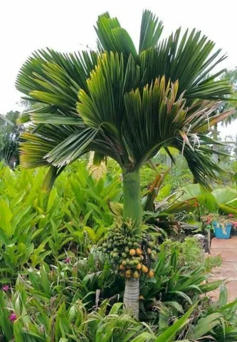 Xem Hình Ảnh Và Định Nghĩa Cây Lụi Là Cây Gì Cho Người Yêu Cây: Phân Biệt Với Hiện Tượng Lụi Bại Xem Hình Ảnh Và Định Nghĩa Cây Lụi Là Cây Gì Cho Người Yêu Cây: Phân Biệt Với Hiện Tượng Lụi Bại