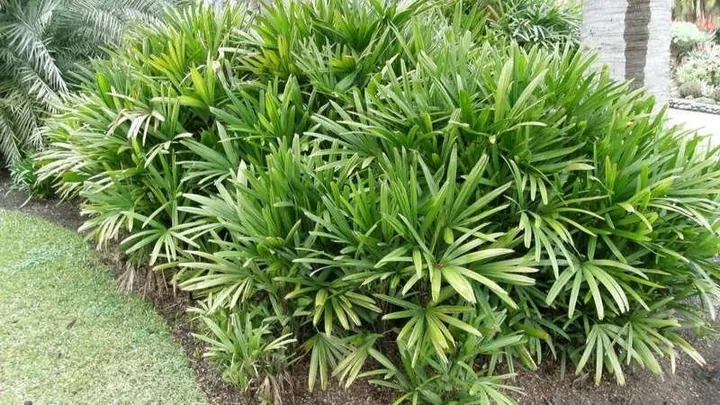 Xem Hình Ảnh Và Định Nghĩa Cây Lụi Là Cây Gì Cho Người Yêu Cây: Phân Biệt Với Hiện Tượng Lụi Bại Xem Hình Ảnh Và Định Nghĩa Cây Lụi Là Cây Gì Cho Người Yêu Cây: Phân Biệt Với Hiện Tượng Lụi Bại