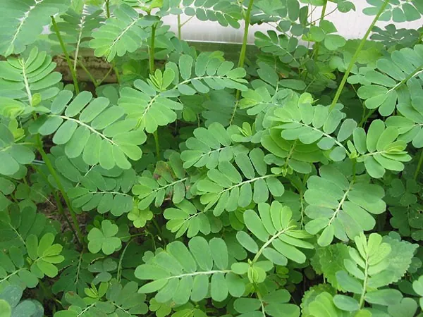Xem Hình Ảnh Và Định Nghĩa Cây Lụi Là Cây Gì Cho Người Yêu Cây: Phân Biệt Với Hiện Tượng Lụi Bại Xem Hình Ảnh Và Định Nghĩa Cây Lụi Là Cây Gì Cho Người Yêu Cây: Phân Biệt Với Hiện Tượng Lụi Bại