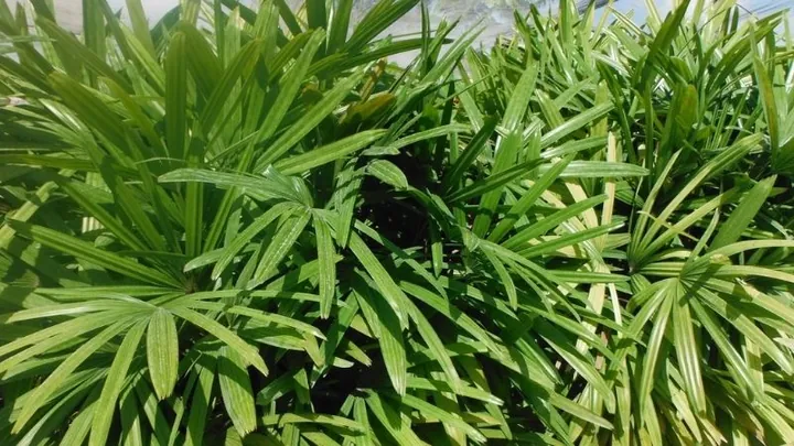 Xem Hình Ảnh Và Định Nghĩa Cây Lụi Là Cây Gì Cho Người Yêu Cây: Phân Biệt Với Hiện Tượng Lụi Bại Xem Hình Ảnh Và Định Nghĩa Cây Lụi Là Cây Gì Cho Người Yêu Cây: Phân Biệt Với Hiện Tượng Lụi Bại