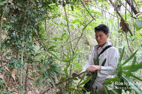 Xem Hình Ảnh Và Định Nghĩa Cây Lụi Là Cây Gì Cho Người Yêu Cây: Phân Biệt Với Hiện Tượng Lụi Bại Xem Hình Ảnh Và Định Nghĩa Cây Lụi Là Cây Gì Cho Người Yêu Cây: Phân Biệt Với Hiện Tượng Lụi Bại