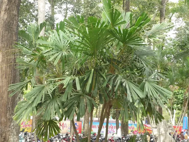 Xem Hình Ảnh Và Định Nghĩa Cây Lụi Là Cây Gì Cho Người Yêu Cây: Phân Biệt Với Hiện Tượng Lụi Bại Xem Hình Ảnh Và Định Nghĩa Cây Lụi Là Cây Gì Cho Người Yêu Cây: Phân Biệt Với Hiện Tượng Lụi Bại