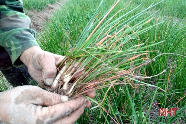 Xem Hình Ảnh Và Định Nghĩa Cây Lụi Là Cây Gì Cho Người Yêu Cây: Phân Biệt Với Hiện Tượng Lụi Bại Xem Hình Ảnh Và Định Nghĩa Cây Lụi Là Cây Gì Cho Người Yêu Cây: Phân Biệt Với Hiện Tượng Lụi Bại