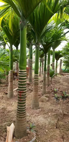 Xem Hình Ảnh Và Định Nghĩa Cây Lụi Là Cây Gì Cho Người Yêu Cây: Phân Biệt Với Hiện Tượng Lụi Bại Xem Hình Ảnh Và Định Nghĩa Cây Lụi Là Cây Gì Cho Người Yêu Cây: Phân Biệt Với Hiện Tượng Lụi Bại