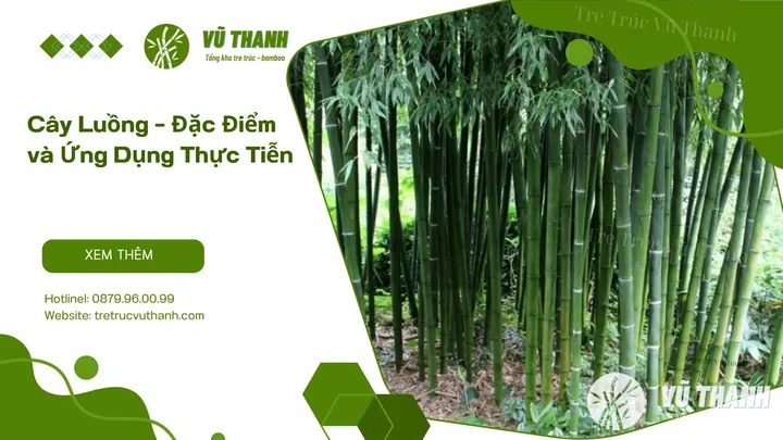 Xem Hình Ảnh Và Đặc Điểm Nhận Biết Cây Luồng (cấu Tạo Thân, Lá) Dành Cho Người Trồng & Kiến Trúc Sư Xem Hình Ảnh Và Đặc Điểm Nhận Biết Cây Luồng (cấu Tạo Thân, Lá) Dành Cho Người Trồng & Kiến Trúc Sư