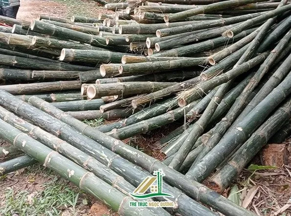 Xem Hình Ảnh Và Đặc Điểm Nhận Biết Cây Luồng (cấu Tạo Thân, Lá) Dành Cho Người Trồng & Kiến Trúc Sư Xem Hình Ảnh Và Đặc Điểm Nhận Biết Cây Luồng (cấu Tạo Thân, Lá) Dành Cho Người Trồng & Kiến Trúc Sư