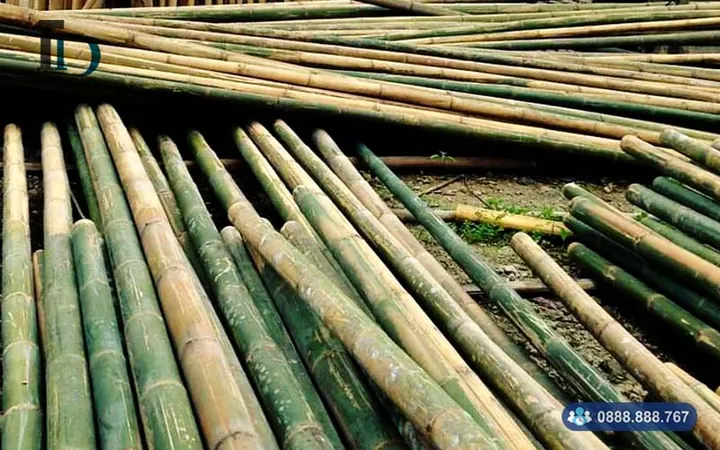 Xem Hình Ảnh Và Đặc Điểm Nhận Biết Cây Luồng (cấu Tạo Thân, Lá) Dành Cho Người Trồng & Kiến Trúc Sư Xem Hình Ảnh Và Đặc Điểm Nhận Biết Cây Luồng (cấu Tạo Thân, Lá) Dành Cho Người Trồng & Kiến Trúc Sư