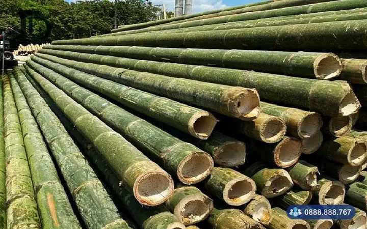 Xem Hình Ảnh Và Đặc Điểm Nhận Biết Cây Luồng (cấu Tạo Thân, Lá) Dành Cho Người Trồng & Kiến Trúc Sư Xem Hình Ảnh Và Đặc Điểm Nhận Biết Cây Luồng (cấu Tạo Thân, Lá) Dành Cho Người Trồng & Kiến Trúc Sư