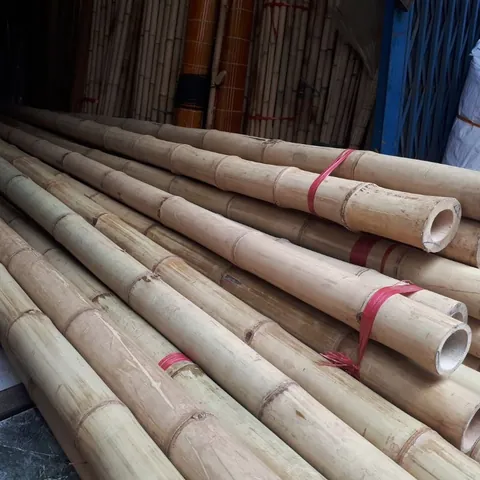 Xem Hình Ảnh Và Đặc Điểm Nhận Biết Cây Luồng (cấu Tạo Thân, Lá) Dành Cho Người Trồng & Kiến Trúc Sư Xem Hình Ảnh Và Đặc Điểm Nhận Biết Cây Luồng (cấu Tạo Thân, Lá) Dành Cho Người Trồng & Kiến Trúc Sư
