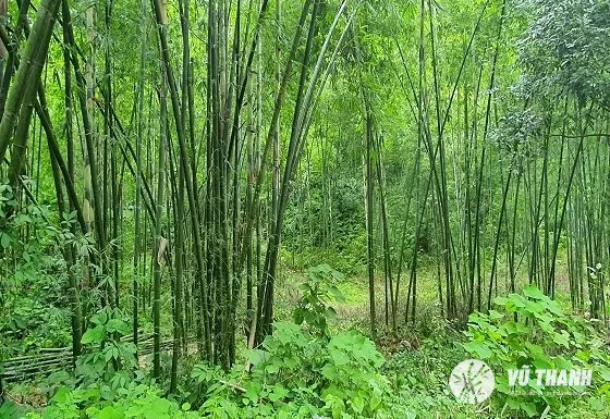 Xem Hình Ảnh Và Đặc Điểm Nhận Biết Cây Luồng (cấu Tạo Thân, Lá) Dành Cho Người Trồng & Kiến Trúc Sư Xem Hình Ảnh Và Đặc Điểm Nhận Biết Cây Luồng (cấu Tạo Thân, Lá) Dành Cho Người Trồng & Kiến Trúc Sư