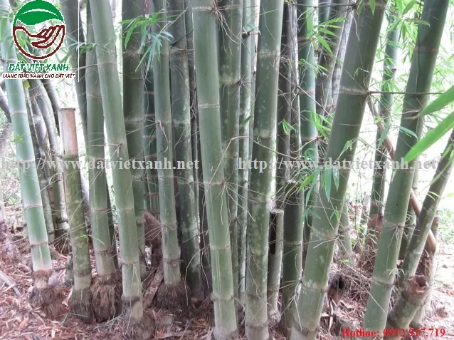Xem Hình Ảnh Và Đặc Điểm Nhận Biết Cây Luồng (cấu Tạo Thân, Lá) Dành Cho Người Trồng & Kiến Trúc Sư Xem Hình Ảnh Và Đặc Điểm Nhận Biết Cây Luồng (cấu Tạo Thân, Lá) Dành Cho Người Trồng & Kiến Trúc Sư