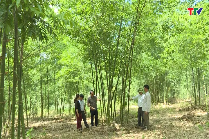 Xem Hình Ảnh Và Đặc Điểm Nhận Biết Cây Luồng (cấu Tạo Thân, Lá) Dành Cho Người Trồng & Kiến Trúc Sư Xem Hình Ảnh Và Đặc Điểm Nhận Biết Cây Luồng (cấu Tạo Thân, Lá) Dành Cho Người Trồng & Kiến Trúc Sư