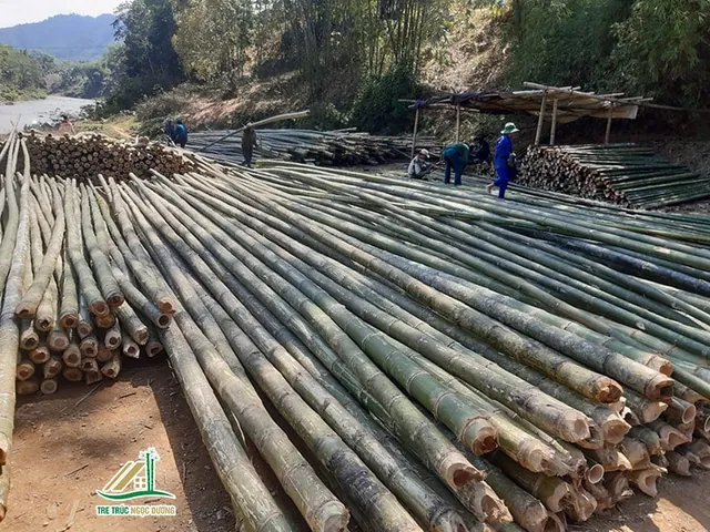 Xem Hình Ảnh Và Đặc Điểm Nhận Biết Cây Luồng (cấu Tạo Thân, Lá) Dành Cho Người Trồng & Kiến Trúc Sư Xem Hình Ảnh Và Đặc Điểm Nhận Biết Cây Luồng (cấu Tạo Thân, Lá) Dành Cho Người Trồng & Kiến Trúc Sư