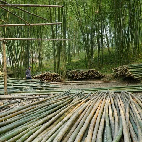 Xem Hình Ảnh Và Đặc Điểm Nhận Biết Cây Luồng (cấu Tạo Thân, Lá) Dành Cho Người Trồng & Kiến Trúc Sư Xem Hình Ảnh Và Đặc Điểm Nhận Biết Cây Luồng (cấu Tạo Thân, Lá) Dành Cho Người Trồng & Kiến Trúc Sư