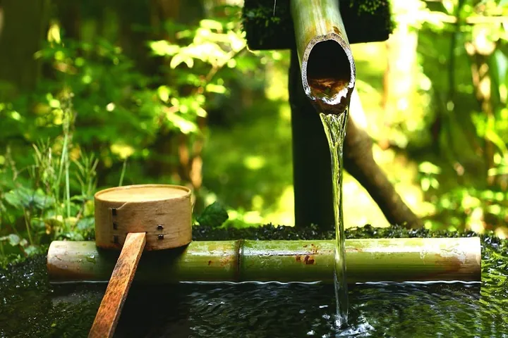 Xem Hình Ảnh Và Đặc Điểm Nhận Biết Cây Luồng (cấu Tạo Thân, Lá) Dành Cho Người Trồng & Kiến Trúc Sư Xem Hình Ảnh Và Đặc Điểm Nhận Biết Cây Luồng (cấu Tạo Thân, Lá) Dành Cho Người Trồng & Kiến Trúc Sư