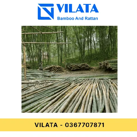 Xem Hình Ảnh Và Đặc Điểm Nhận Biết Cây Luồng (cấu Tạo Thân, Lá) Dành Cho Người Trồng & Kiến Trúc Sư Xem Hình Ảnh Và Đặc Điểm Nhận Biết Cây Luồng (cấu Tạo Thân, Lá) Dành Cho Người Trồng & Kiến Trúc Sư