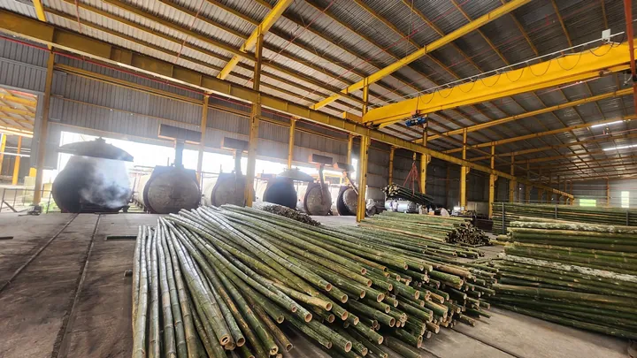 Xem Hình Ảnh Và Đặc Điểm Nhận Biết Cây Luồng (cấu Tạo Thân, Lá) Dành Cho Người Trồng & Kiến Trúc Sư Xem Hình Ảnh Và Đặc Điểm Nhận Biết Cây Luồng (cấu Tạo Thân, Lá) Dành Cho Người Trồng & Kiến Trúc Sư