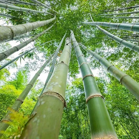 Xem Hình Ảnh Và Đặc Điểm Nhận Biết Cây Luồng (cấu Tạo Thân, Lá) Dành Cho Người Trồng & Kiến Trúc Sư Xem Hình Ảnh Và Đặc Điểm Nhận Biết Cây Luồng (cấu Tạo Thân, Lá) Dành Cho Người Trồng & Kiến Trúc Sư
