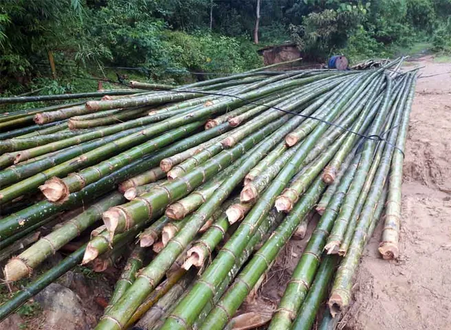 Xem Hình Ảnh Và Đặc Điểm Nhận Biết Cây Luồng (cấu Tạo Thân, Lá) Dành Cho Người Trồng & Kiến Trúc Sư Xem Hình Ảnh Và Đặc Điểm Nhận Biết Cây Luồng (cấu Tạo Thân, Lá) Dành Cho Người Trồng & Kiến Trúc Sư