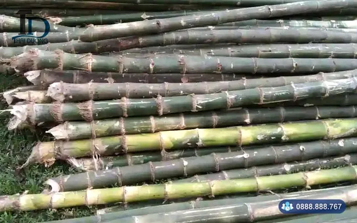 Xem Hình Ảnh Và Đặc Điểm Nhận Biết Cây Luồng (cấu Tạo Thân, Lá) Dành Cho Người Trồng & Kiến Trúc Sư Xem Hình Ảnh Và Đặc Điểm Nhận Biết Cây Luồng (cấu Tạo Thân, Lá) Dành Cho Người Trồng & Kiến Trúc Sư