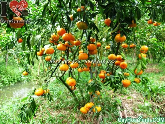 Xem Hình Ảnh Cây Quýt Thực Tế Và Khám Phá Đặc Điểm Nhận Diện Cho Người Yêu Vườn Cùng Các Giống Quýt Phổ Biến Xem Hình Ảnh Cây Quýt Thực Tế Và Khám Phá Đặc Điểm Nhận Diện Cho Người Yêu Vườn Cùng Các Giống Quýt Phổ Biến