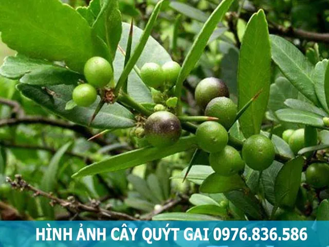 Xem Hình Ảnh Cây Quýt Thực Tế Và Khám Phá Đặc Điểm Nhận Diện Cho Người Yêu Vườn Cùng Các Giống Quýt Phổ Biến Xem Hình Ảnh Cây Quýt Thực Tế Và Khám Phá Đặc Điểm Nhận Diện Cho Người Yêu Vườn Cùng Các Giống Quýt Phổ Biến